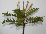 Mahonia × media. Верхняя часть растения с отцветающими соцветиями. Германия, г. Кемпен, в культуре. 28.02.2013.