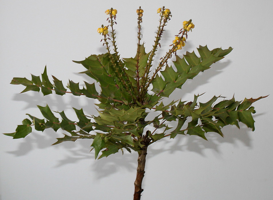 Изображение особи Mahonia &times; media.