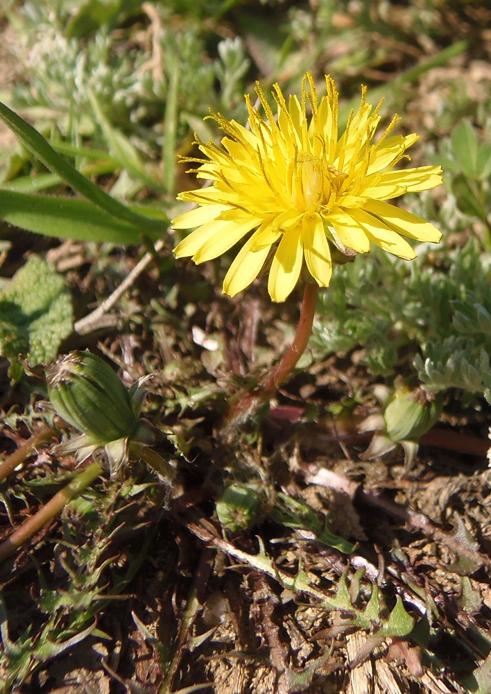 Изображение особи род Taraxacum.