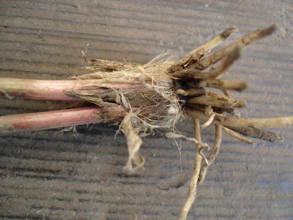 Image of Allium ramosum specimen.