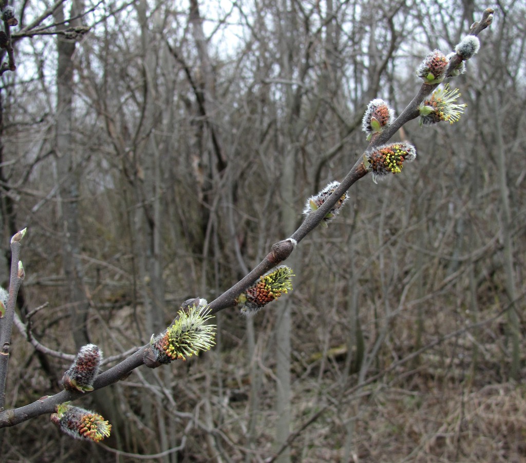 Изображение особи Salix cinerea.