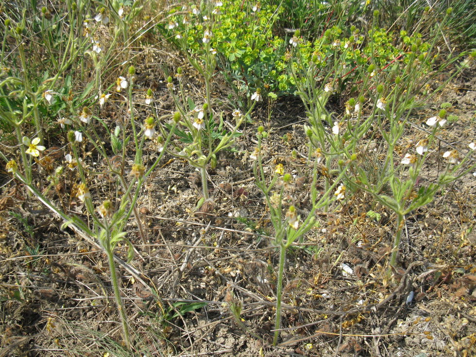 Image of Ranunculus oxyspermus specimen.