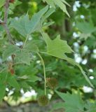 Platanus orientalis. Верхушка ветви с соцветиями. Нагорный Карабах, Мартунинский р-н, окр. дер. Схторашен. 06.05.2013.