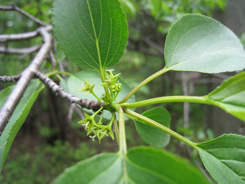 Image of Rhamnus cathartica specimen.