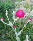 Lychnis coronaria. Верхушка цветущего растения. Крым, Симферополь, ботанический сад, в культуре. 7 июня 2013 г.