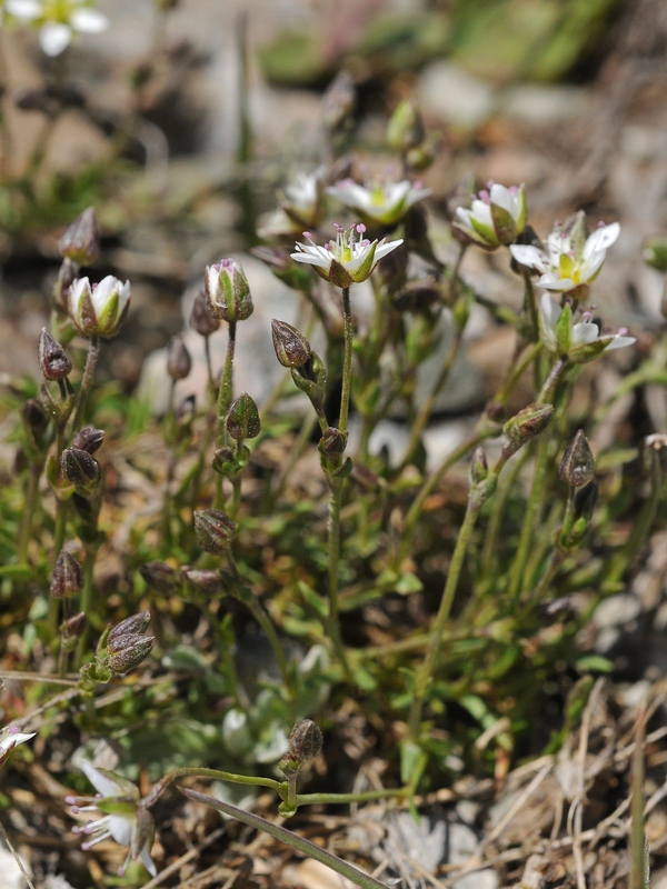 Image of Minuartia verna specimen.