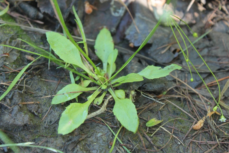 Image of Androsace filiformis specimen.