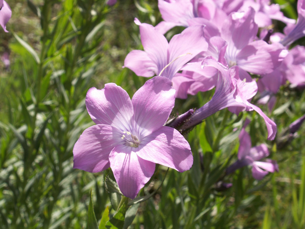 Изображение особи Linum heterosepalum.