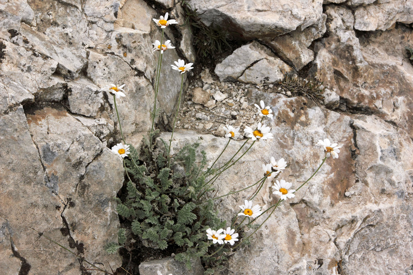 Image of Richteria pyrethroides specimen.