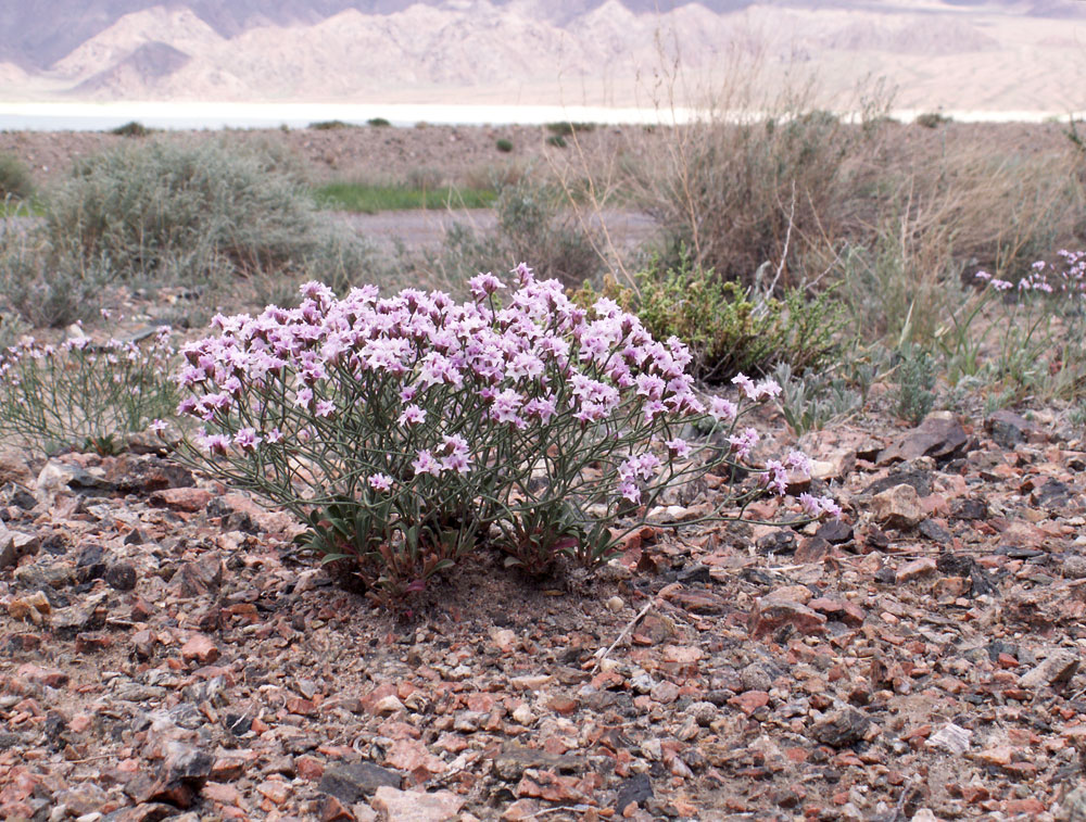 Изображение особи Limonium hoeltzeri.