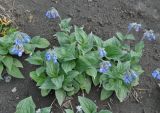 Mertensia pubescens. Цветущие растения. Камчатский край, Ключевская группа вулканов, окрестности перевала Толуд. 20.07.2013.