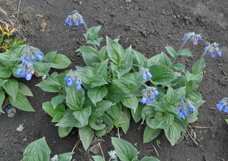 Изображение особи Mertensia pubescens.