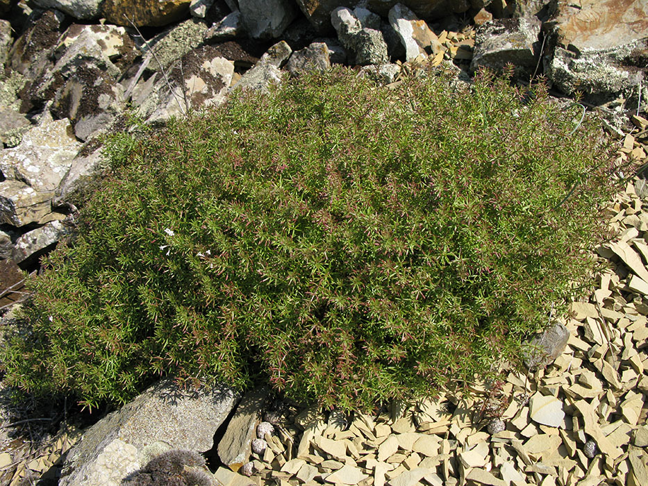 Изображение особи Asperula cretacea.