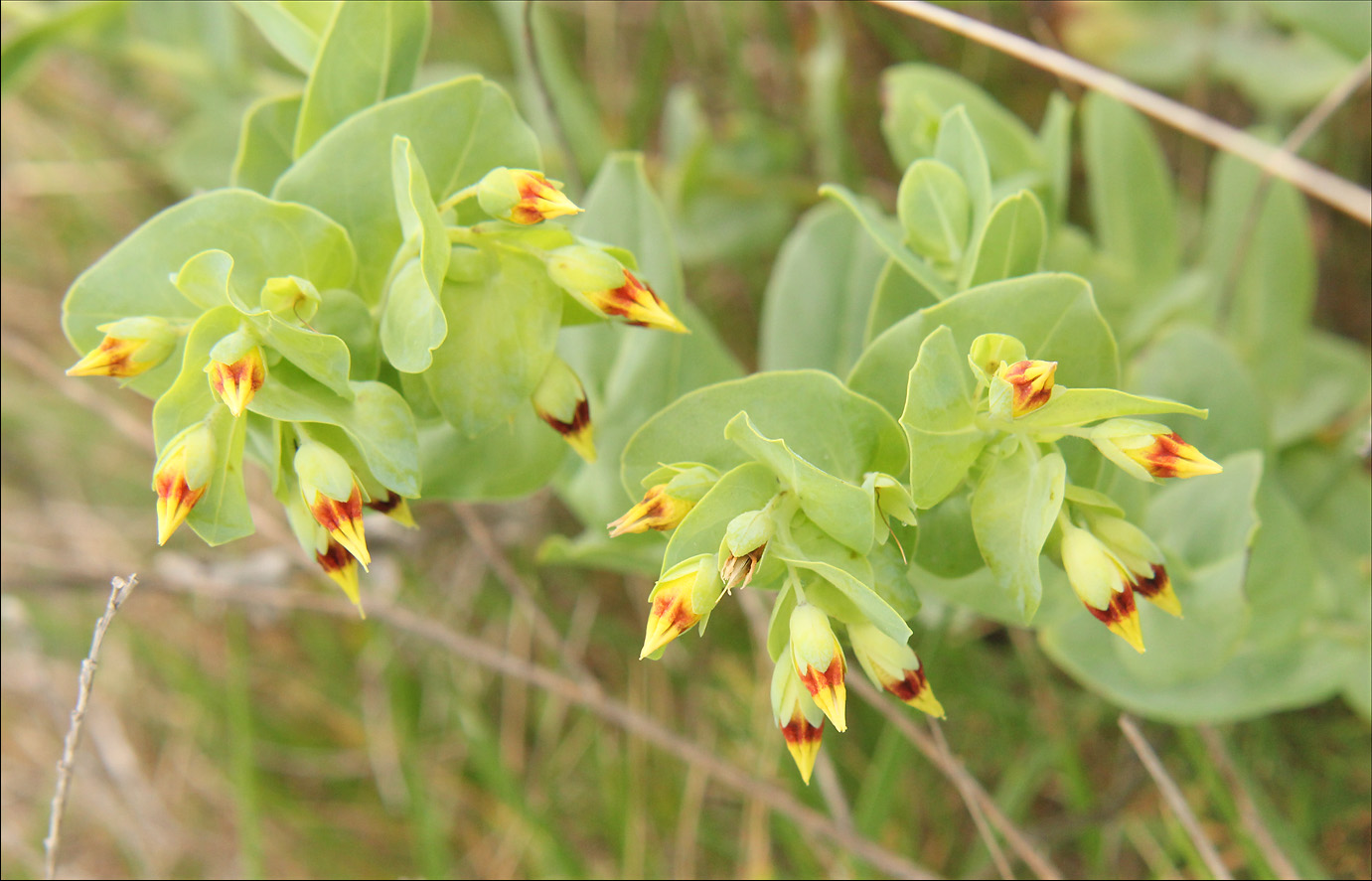 Image of Cerinthe minor specimen.