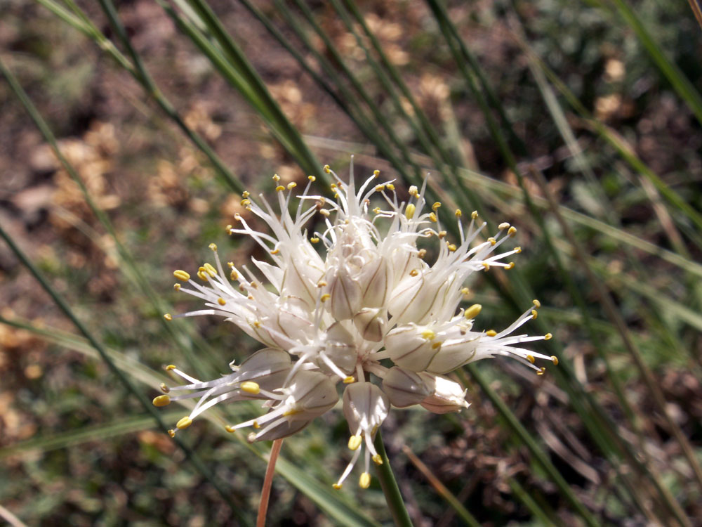 Image of Allium kirilovii specimen.