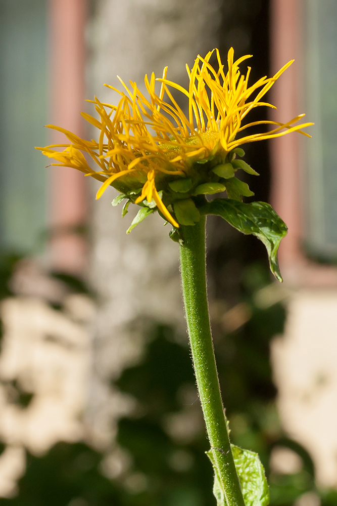 Изображение особи Telekia speciosa.