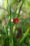 Lathyrus cicera