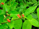 Lonicera ruprechtiana