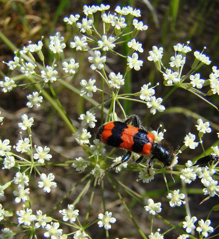 Изображение особи Falcaria vulgaris.