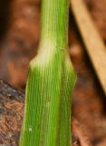 Eragrostis bipinnata