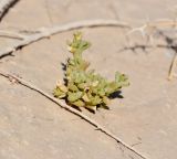 Anabasis setifera