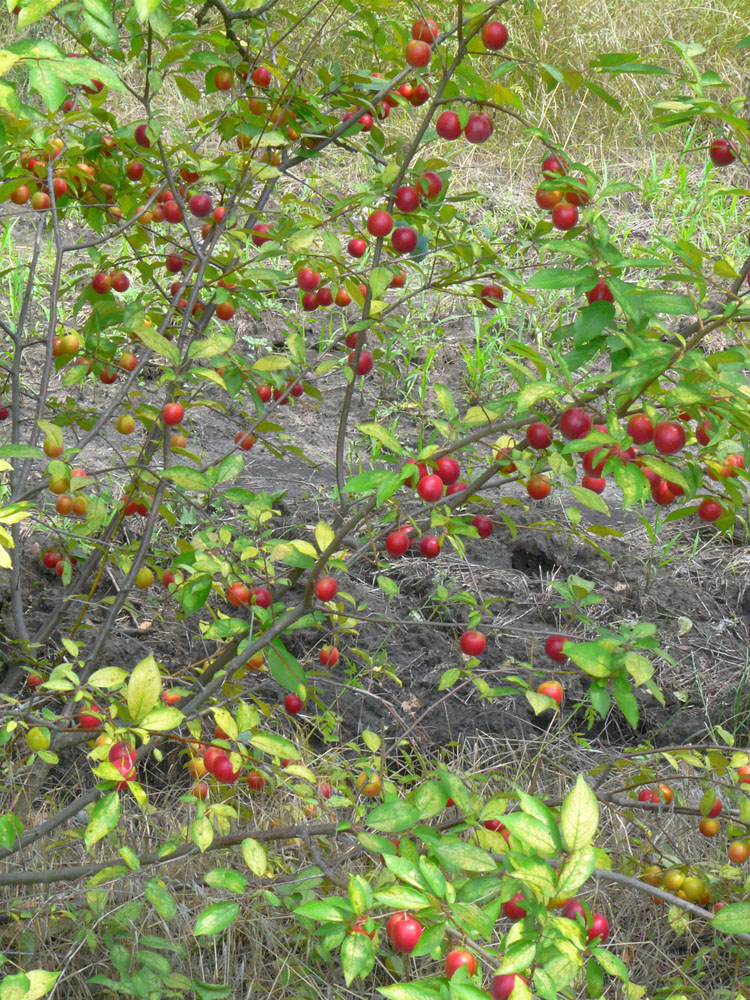 Изображение особи Prunus cerasifera.