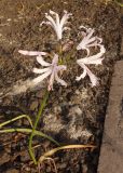 Nerine bowdenii