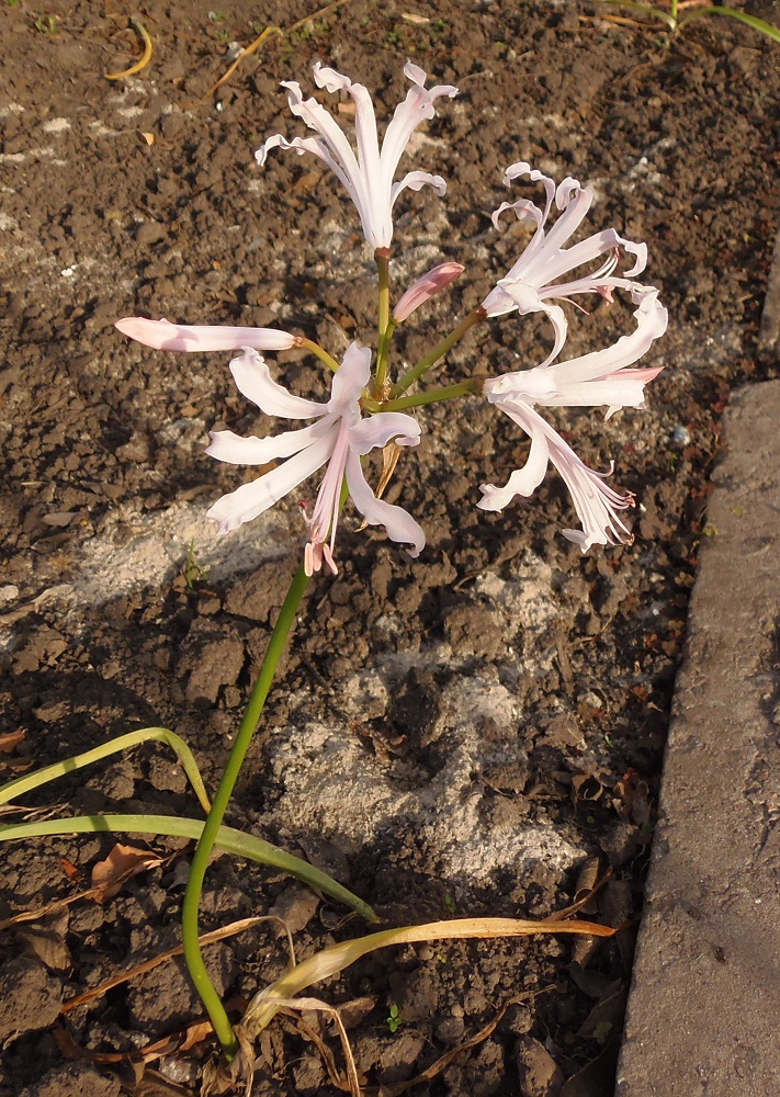 Image of Nerine bowdenii specimen.