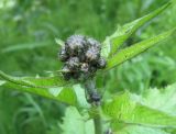 Crepis sibirica. Верхушка растения с нераскрывшимися соцветиями. Томская обл., окр. г. Томск, лесной луг. 02.07.2009.