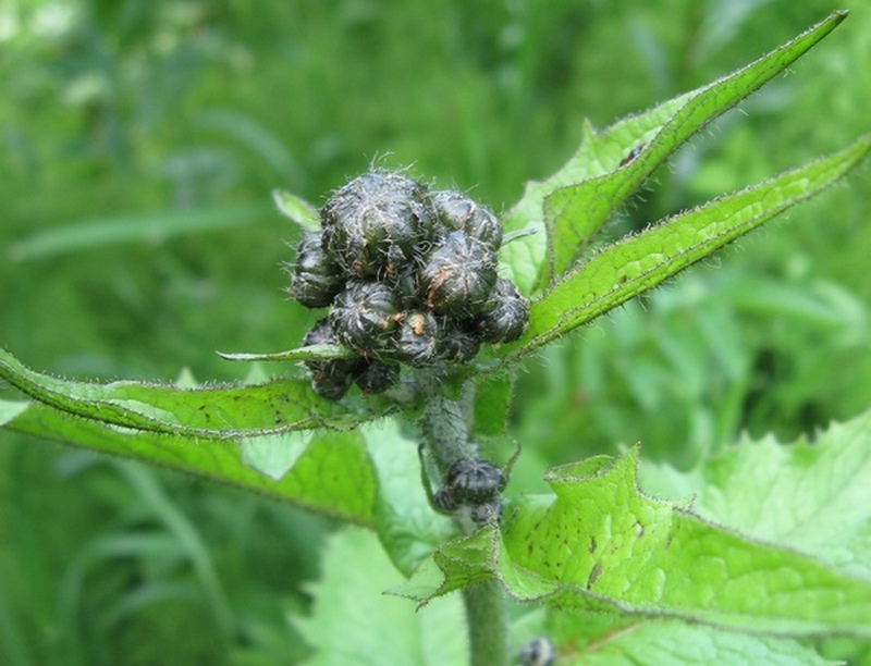 Image of Crepis sibirica specimen.