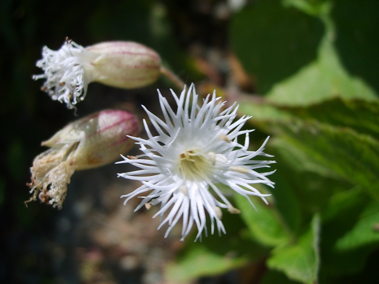 Image of Oberna multifida specimen.