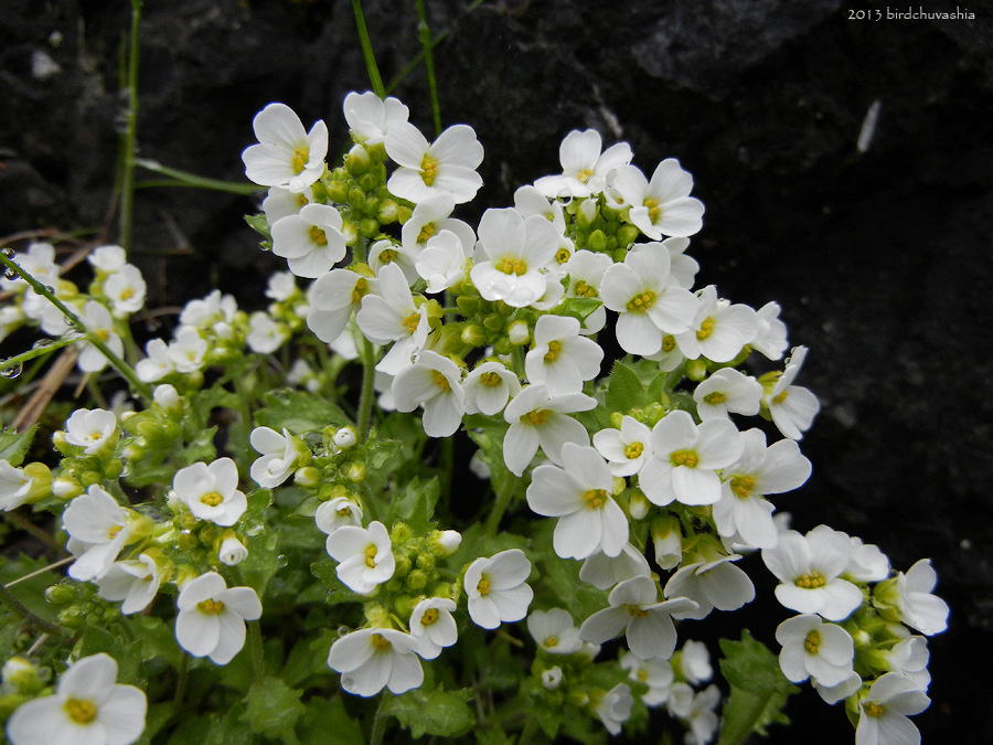 Image of Draba borealis specimen.