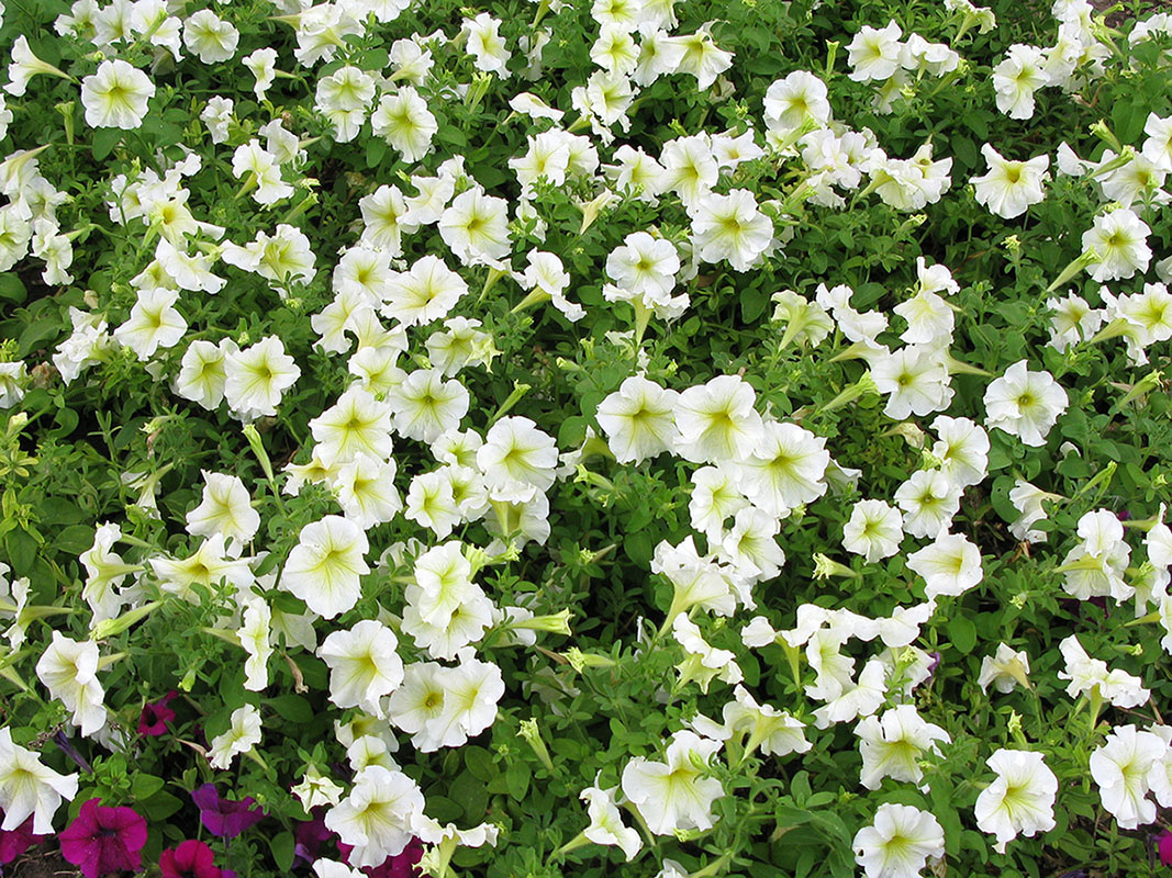 Изображение особи Petunia &times; atkinsiana.