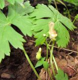 Aconitum ajanense