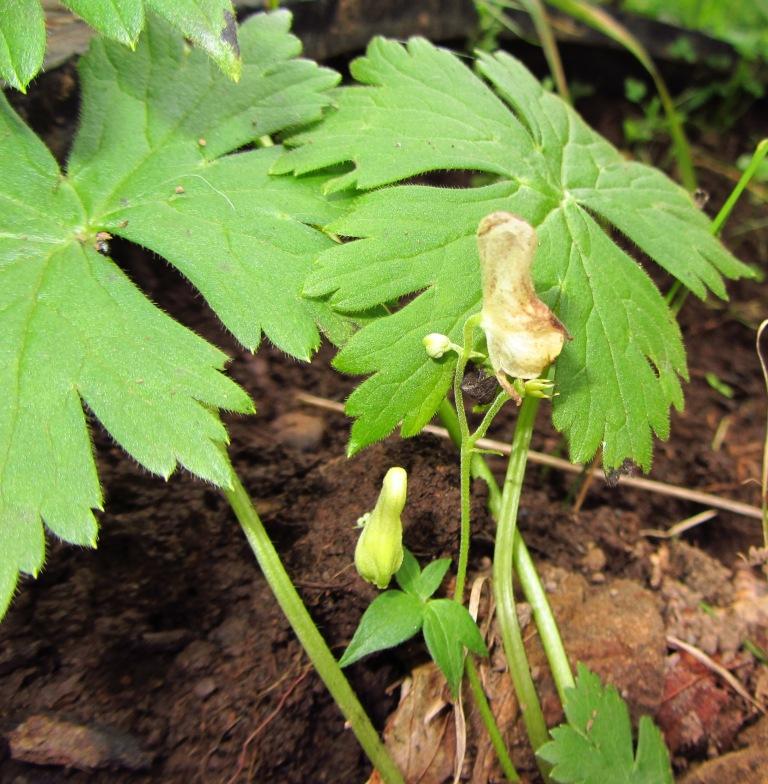 Изображение особи Aconitum ajanense.