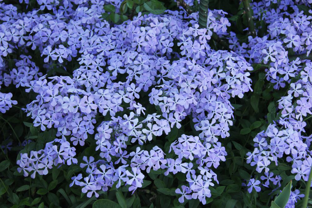 Изображение особи Phlox divaricata.