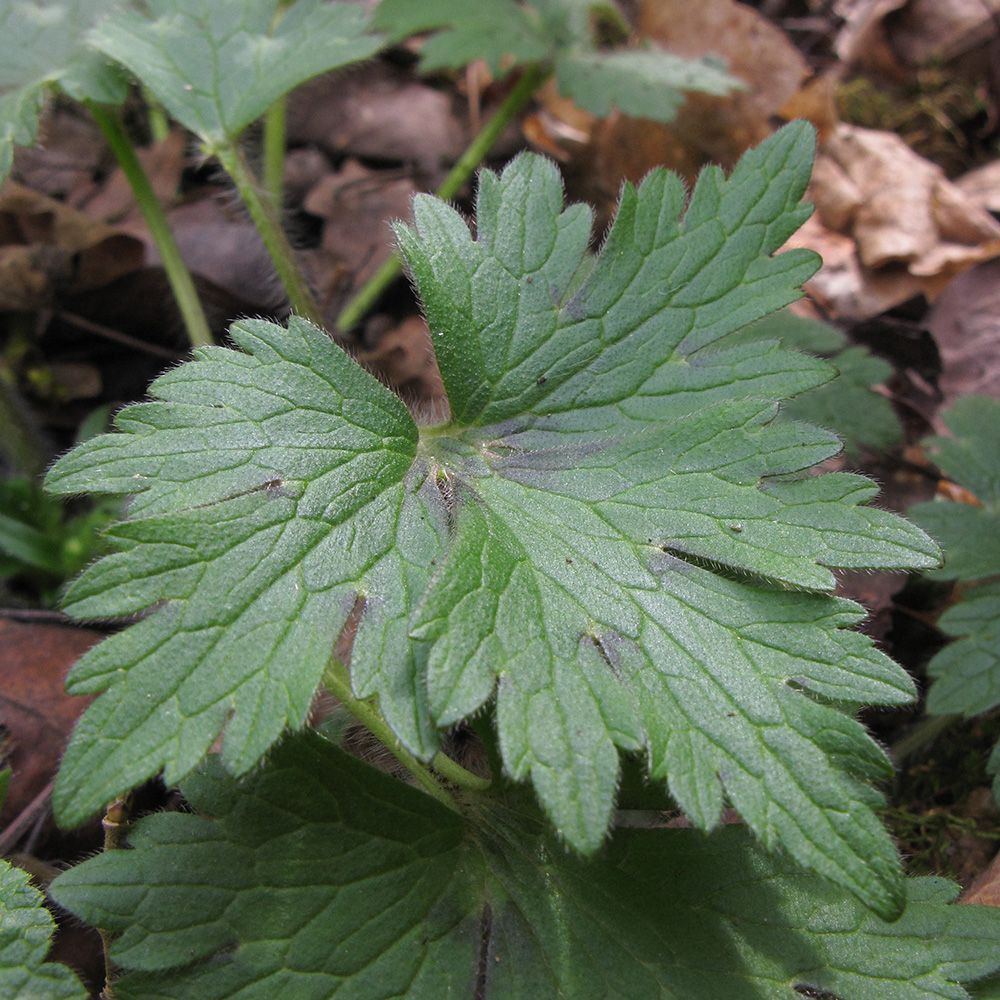 Image of genus Ranunculus specimen.