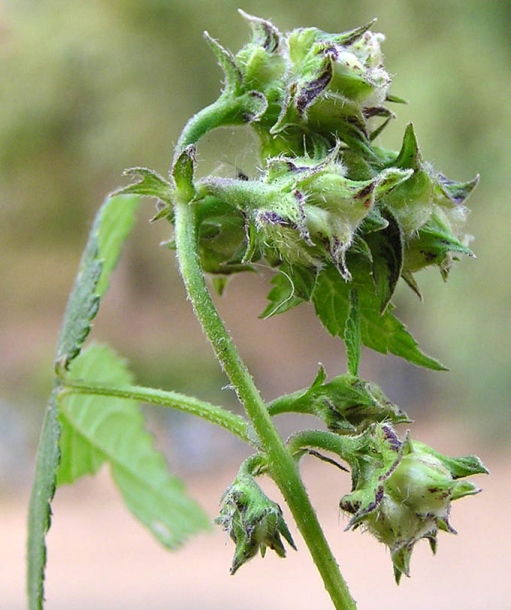 Image of Humulopsis scandens specimen.