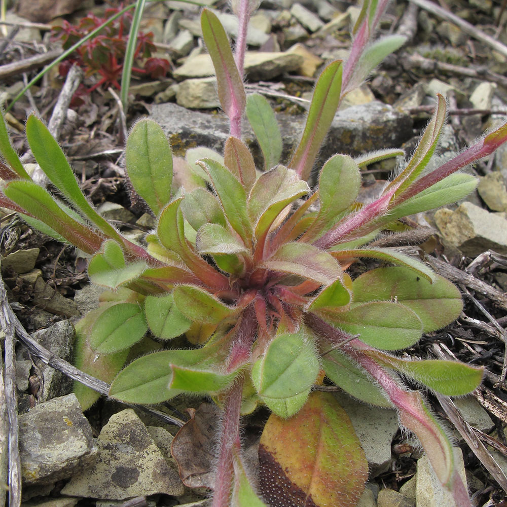 Image of Myosotis lithospermifolia specimen.