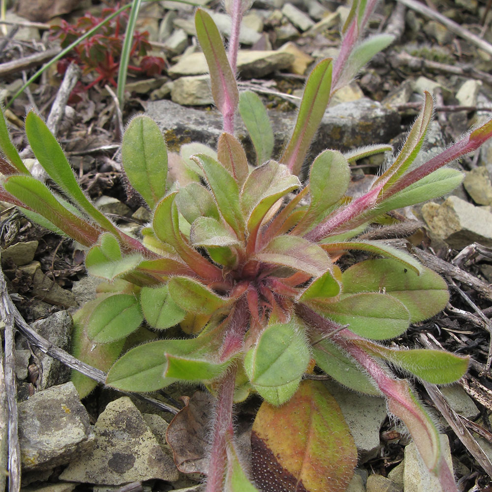 Изображение особи Myosotis lithospermifolia.