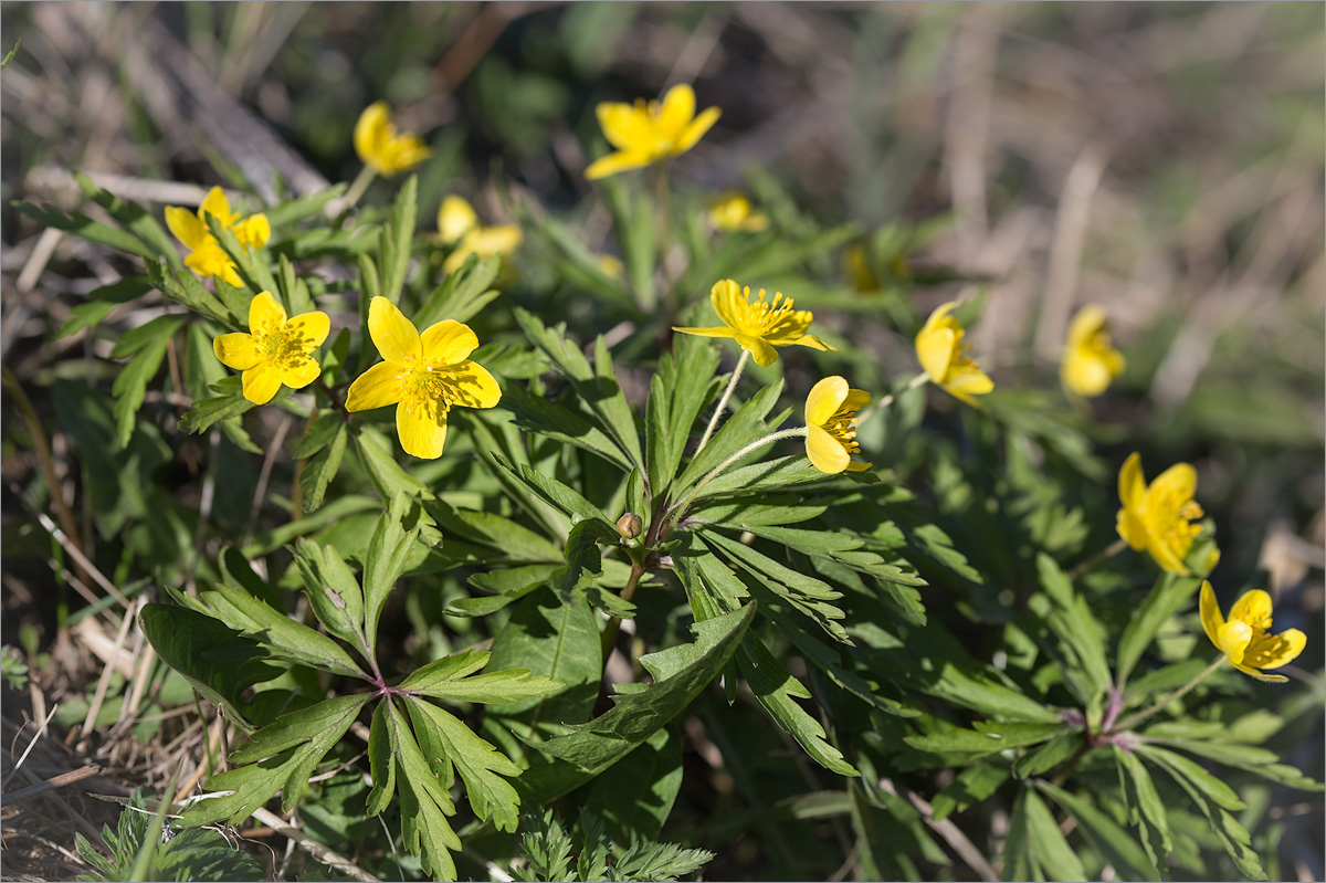 Изображение особи Anemone ranunculoides.