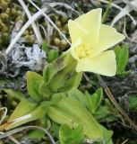 Gentiana oschtenica. Цветущее растение. Краснодарский край, Туапсинский район, подножие г. Шесси, субальпийский луг, выс. 1600 м н.у.м. 03.05.2014.