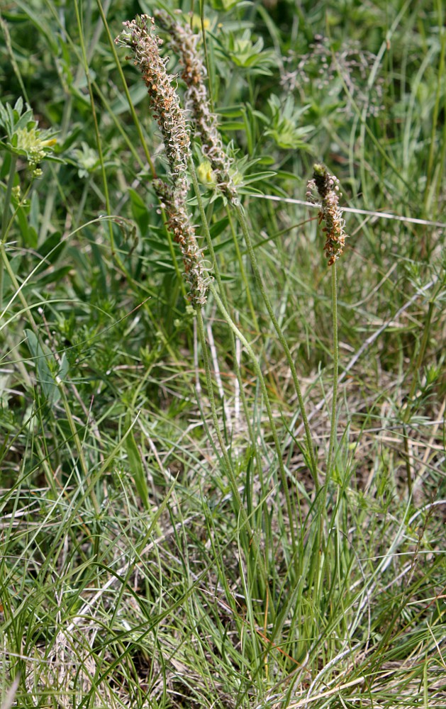 Изображение особи Plantago capitellata.