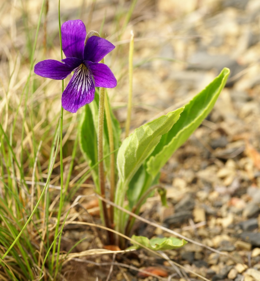 Изображение особи Viola mandshurica.