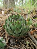 Sempervivum ruthenicum