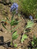 Veronica prostrata