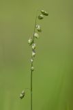 Melica nutans. Соплодие. Ставропольский край, Бештаугорский заказник. 04.05.2014.