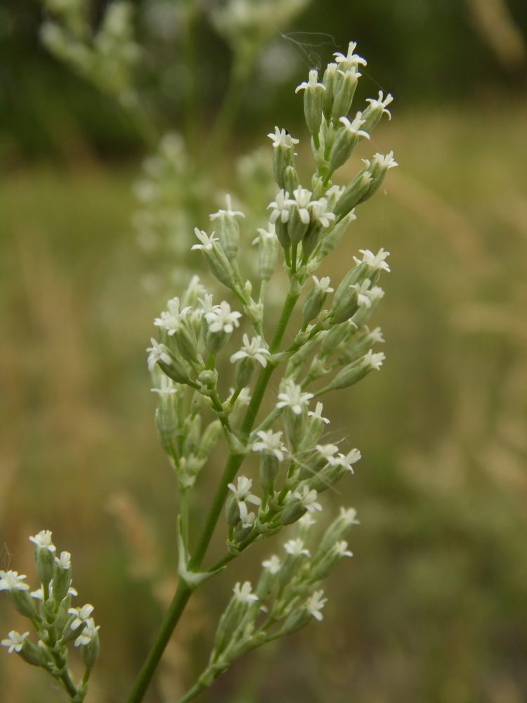 Изображение особи Silene wolgensis.