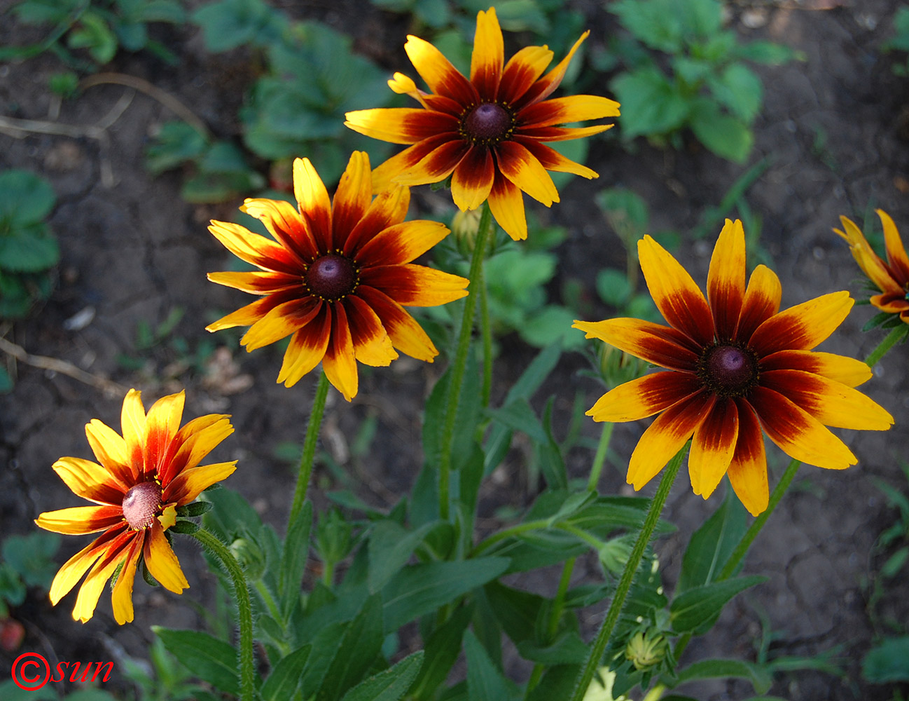 Image of Rudbeckia hirta specimen.