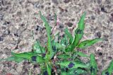 Persicaria maculosa
